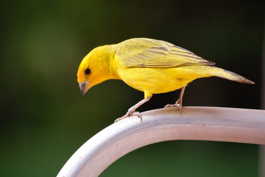 Yellow canary